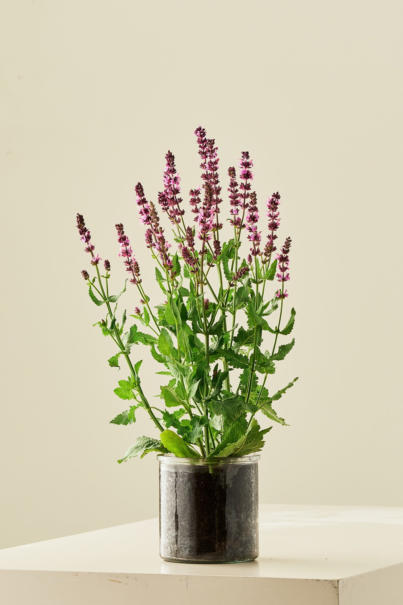 Staudesalvie 'Rose Queen' - frø - Stauder - til din skærehave her vist på billede 4 fra Frk. Grønt