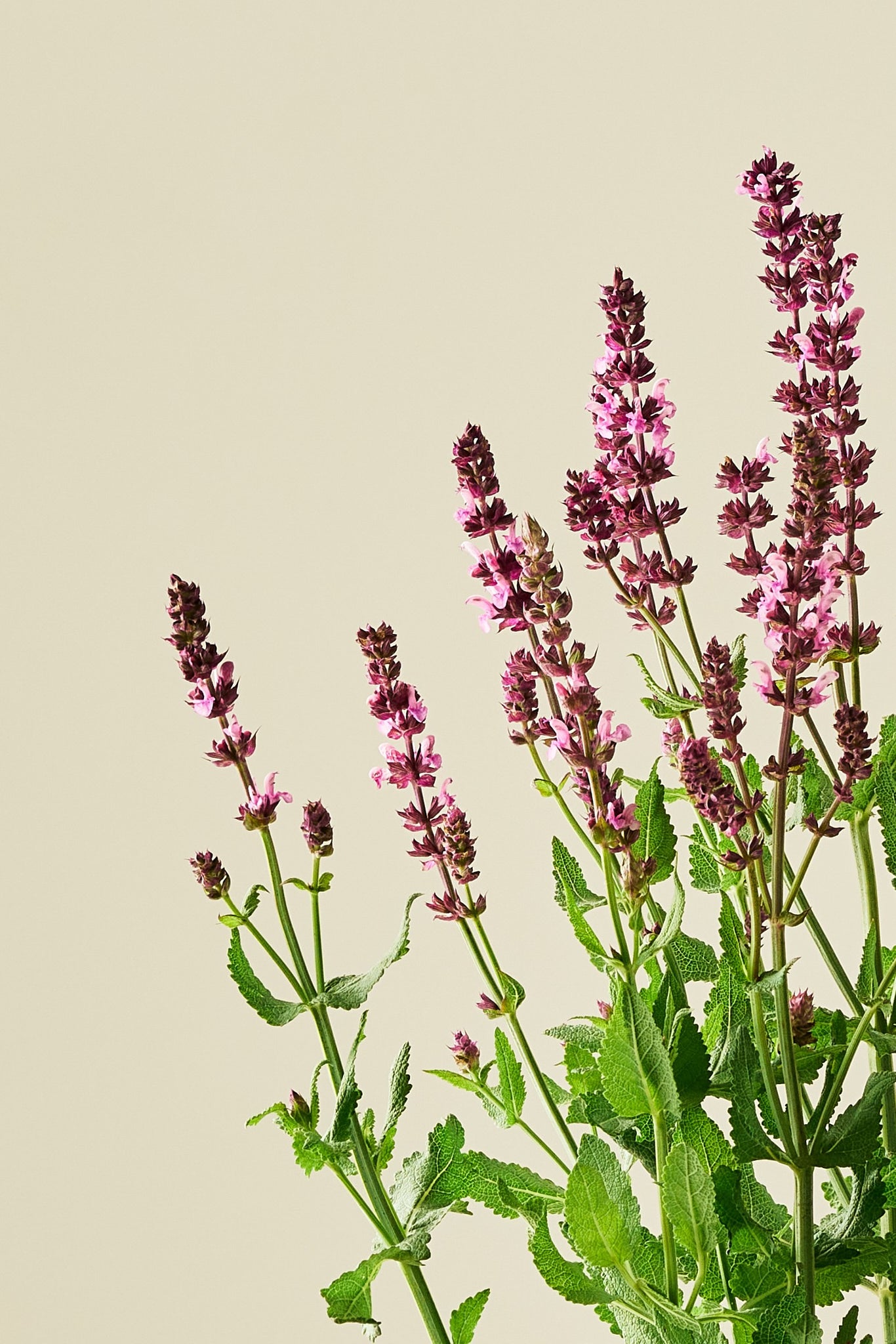 Staudesalvie 'Rose Queen' - frø - Stauder - til din skærehave her vist på billede 5 fra Frk. Grønt
