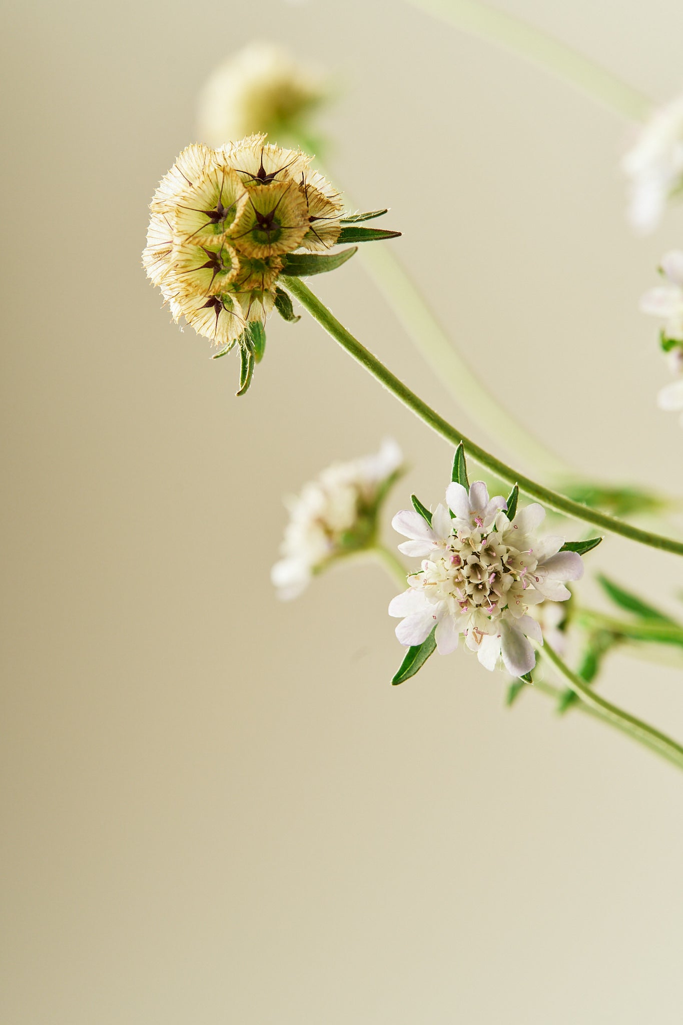 Stjerneskabiose 'Drumstick' - frø - 1-årige sommerblomster - til din skærehave her vist på billede 1 fra Frk. Grønt