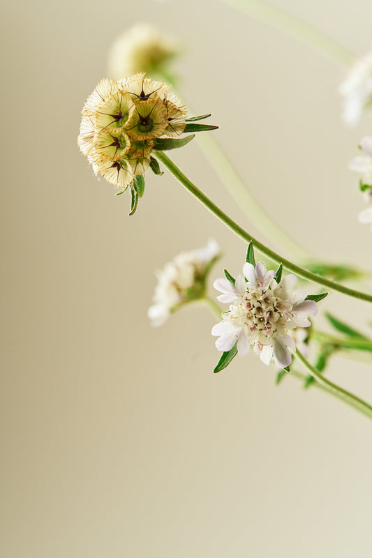 Stjerneskabiose 'Drumstick' - frø - 1-årige sommerblomster - til din skærehave her vist på billede 1 fra Frk. Grønt