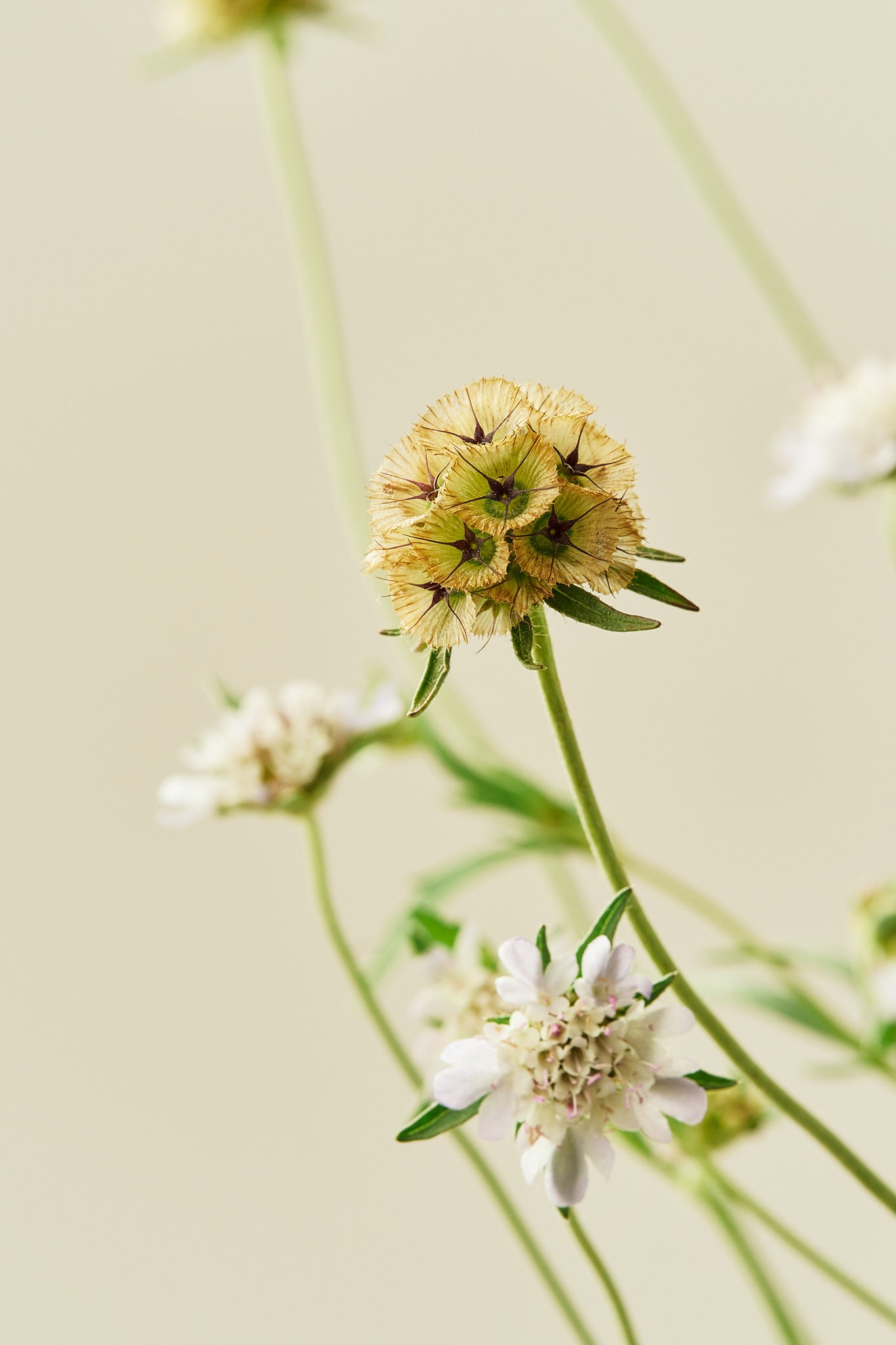 Stjerneskabiose 'Drumstick' - frø - 1-årige sommerblomster - til din skærehave her vist på billede 3 fra Frk. Grønt