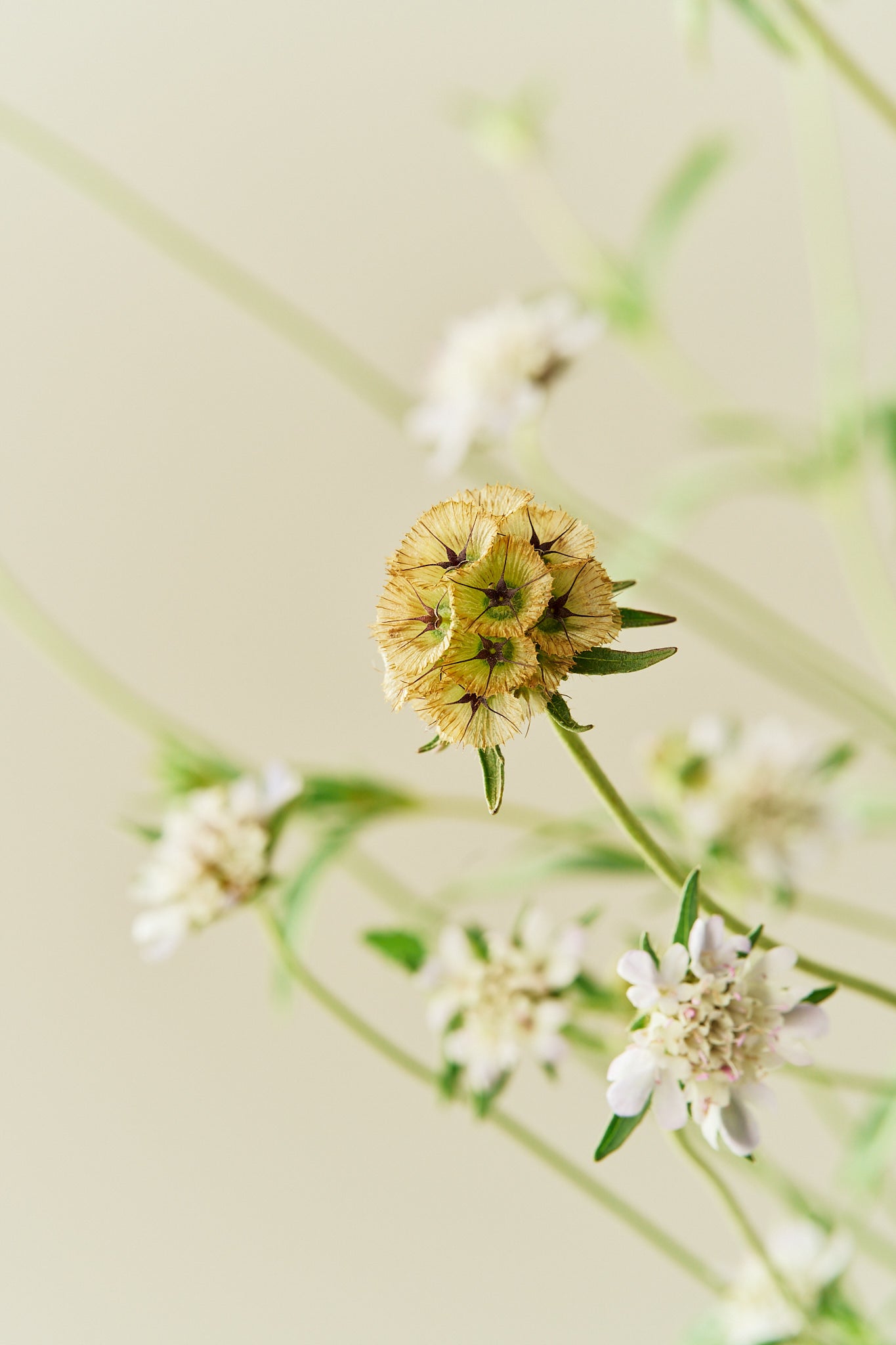 Stjerneskabiose 'Drumstick' - frø - 1-årige sommerblomster - til din skærehave her vist på billede 4 fra Frk. Grønt