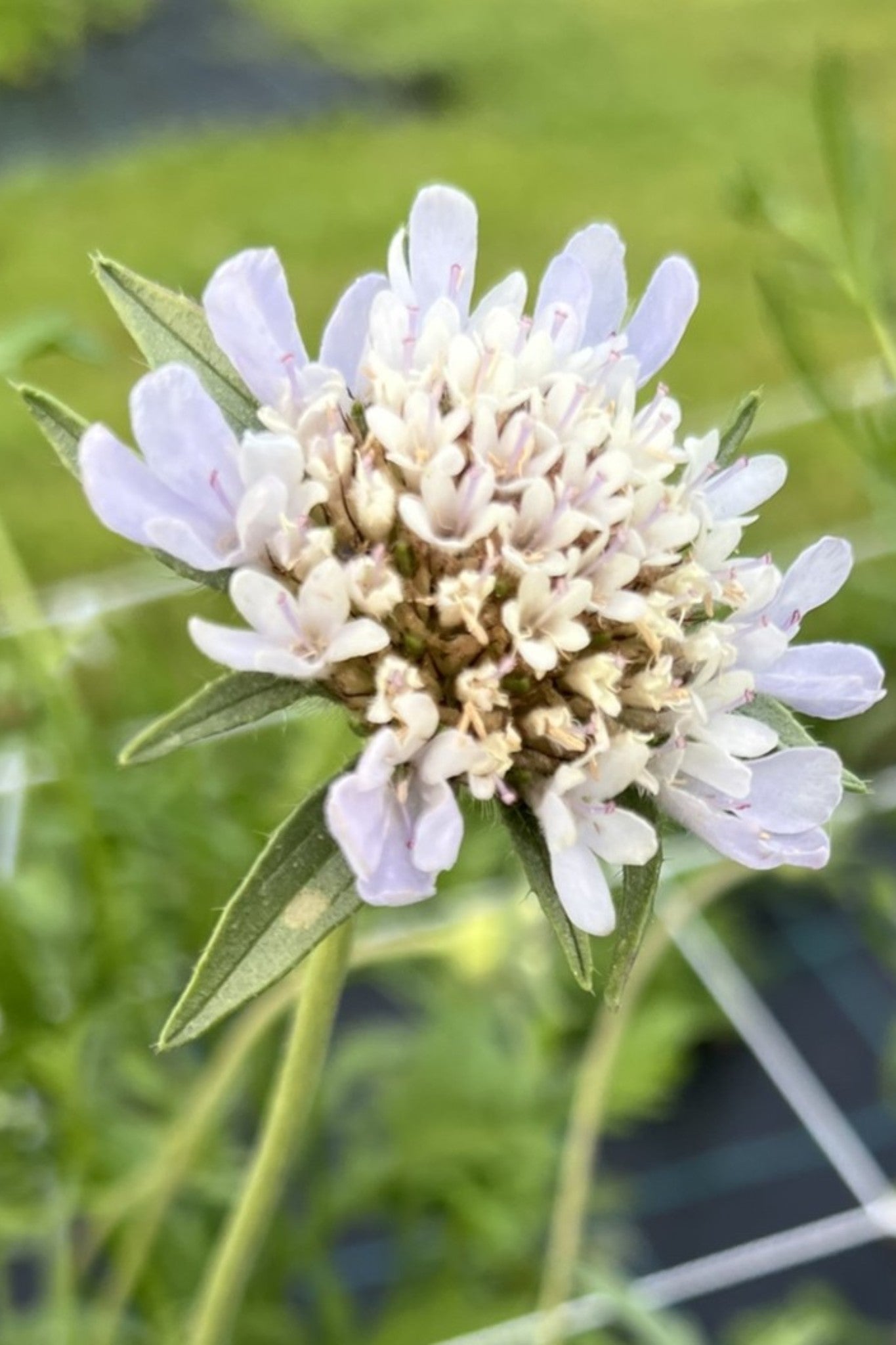 Stjerneskabiose 'Drumstick' - frø - 1-årige sommerblomster - til din skærehave her vist på billede 5 fra Frk. Grønt