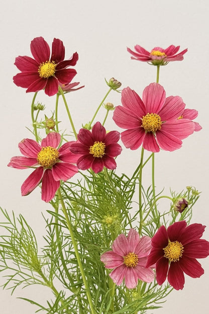 Stolt kavaler 'Antiquity' - frø - 1-årige sommerblomster - til din skærehave her vist på billede 1 fra Frk. Grønt