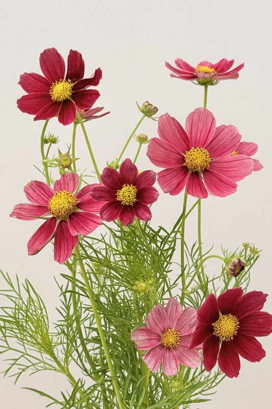 Stolt kavaler 'Antiquity' - frø - 1-årige sommerblomster - til din skærehave her vist på billede 1 fra Frk. Grønt