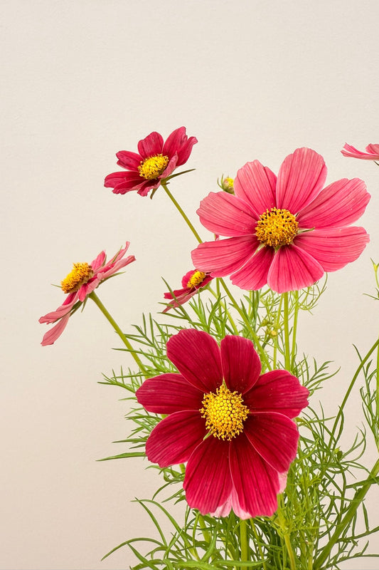 Stolt kavaler 'Antiquity' - frø - 1-årige sommerblomster - til din skærehave her vist på billede 2 fra Frk. Grønt