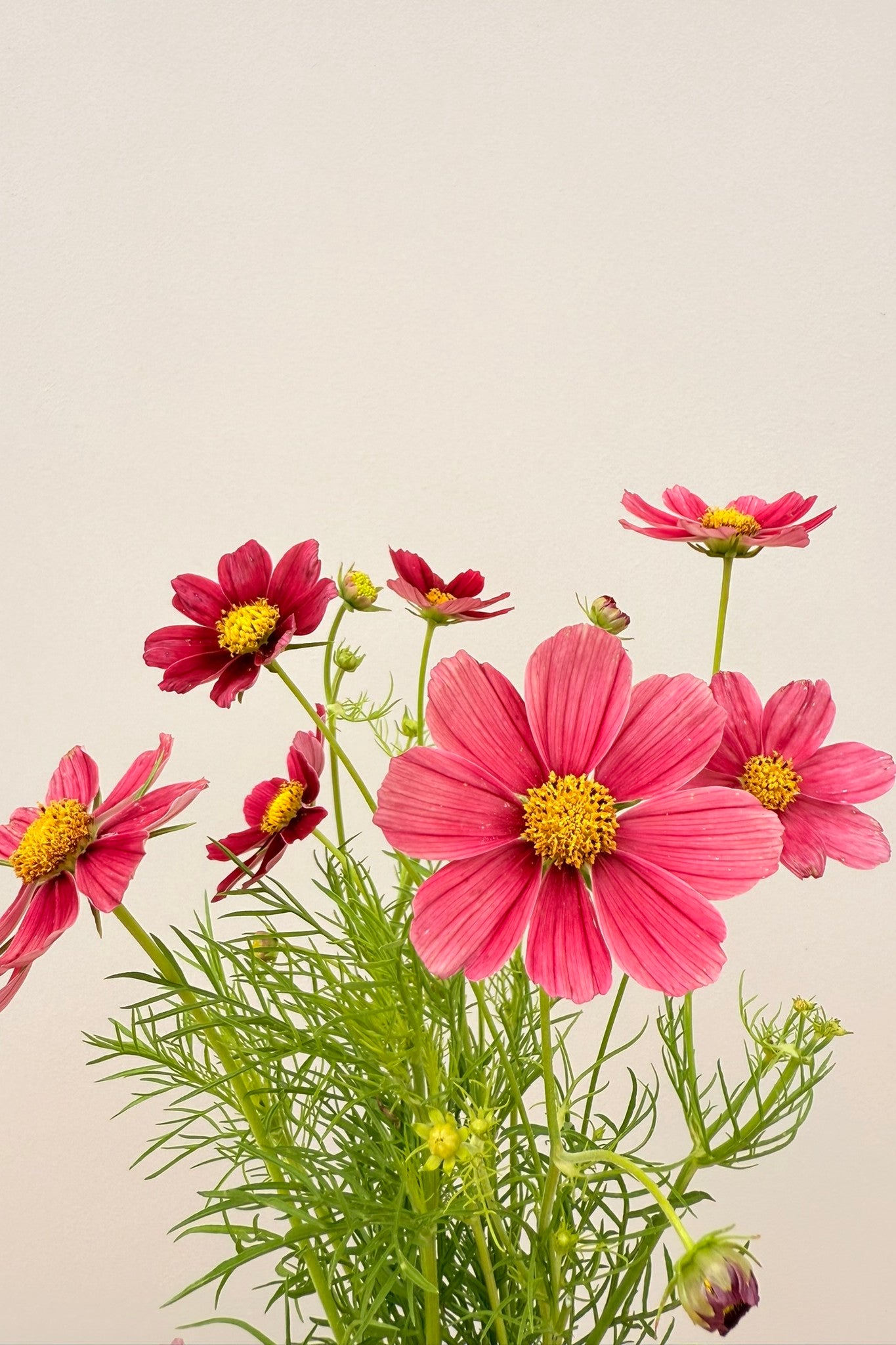 Stolt kavaler 'Antiquity' - frø - 1-årige sommerblomster - til din skærehave her vist på billede 4 fra Frk. Grønt