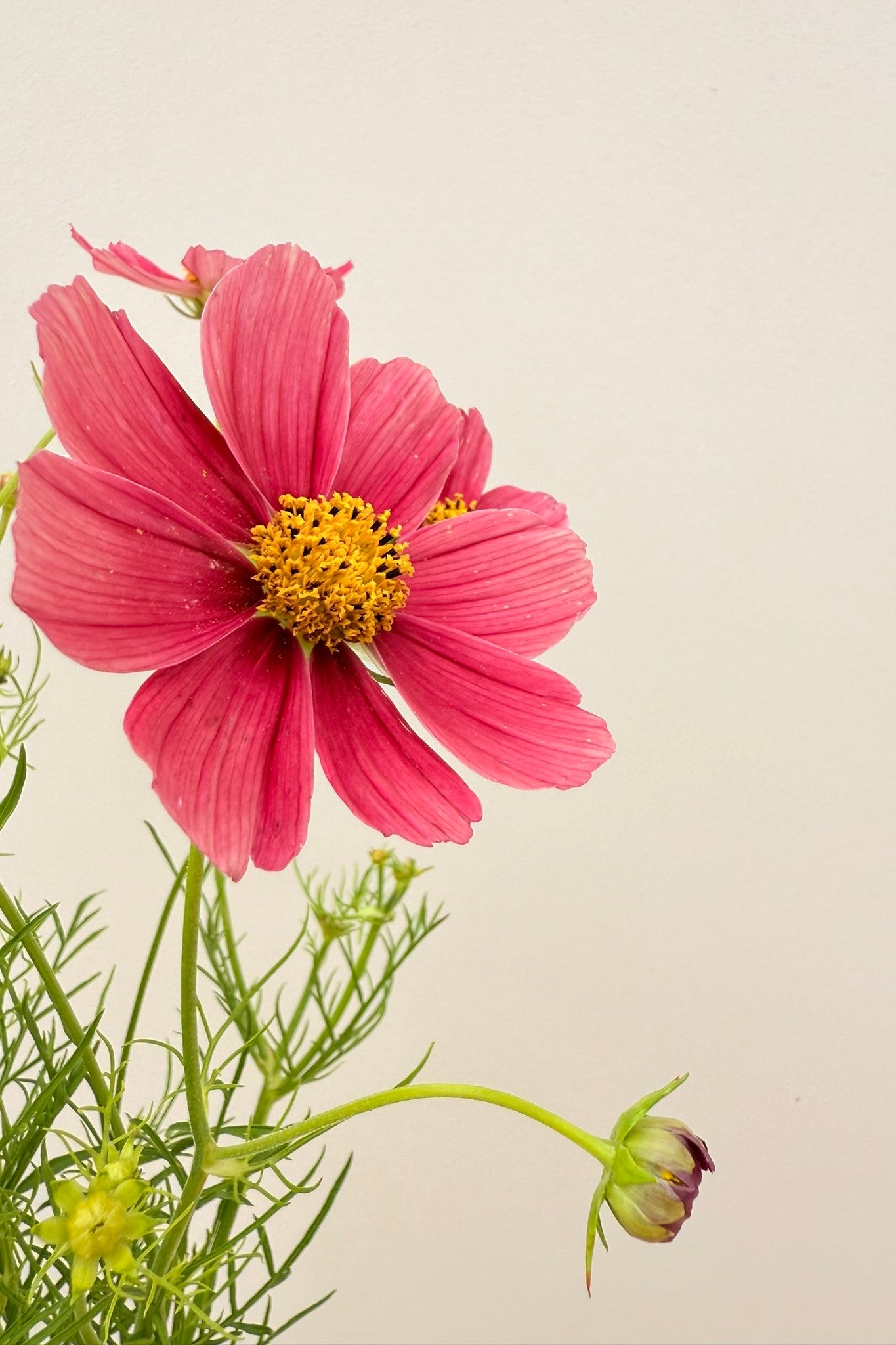 Stolt kavaler 'Antiquity' - frø - 1-årige sommerblomster - til din skærehave her vist på billede 5 fra Frk. Grønt