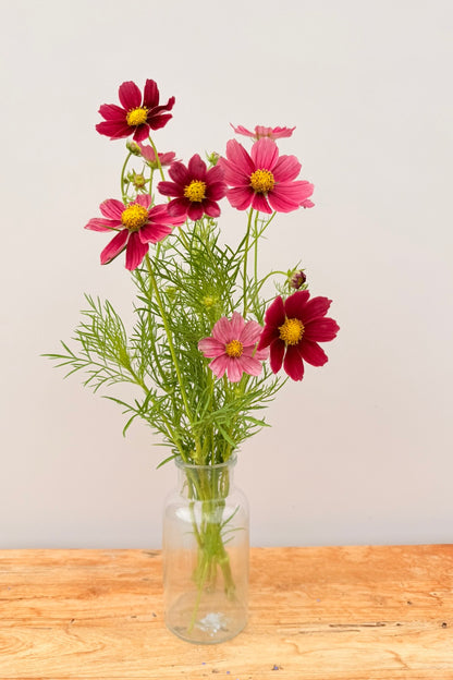 Stolt kavaler 'Antiquity' - frø - 1-årige sommerblomster - til din skærehave her vist på billede 8 fra Frk. Grønt