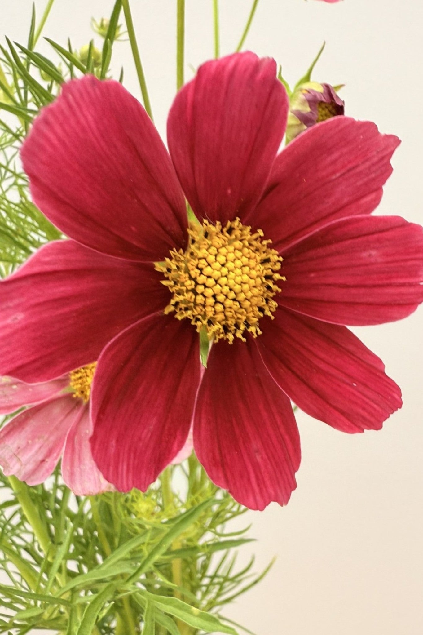 Stolt kavaler 'Antiquity' - frø - 1-årige sommerblomster - til din skærehave her vist på billede 9 fra Frk. Grønt