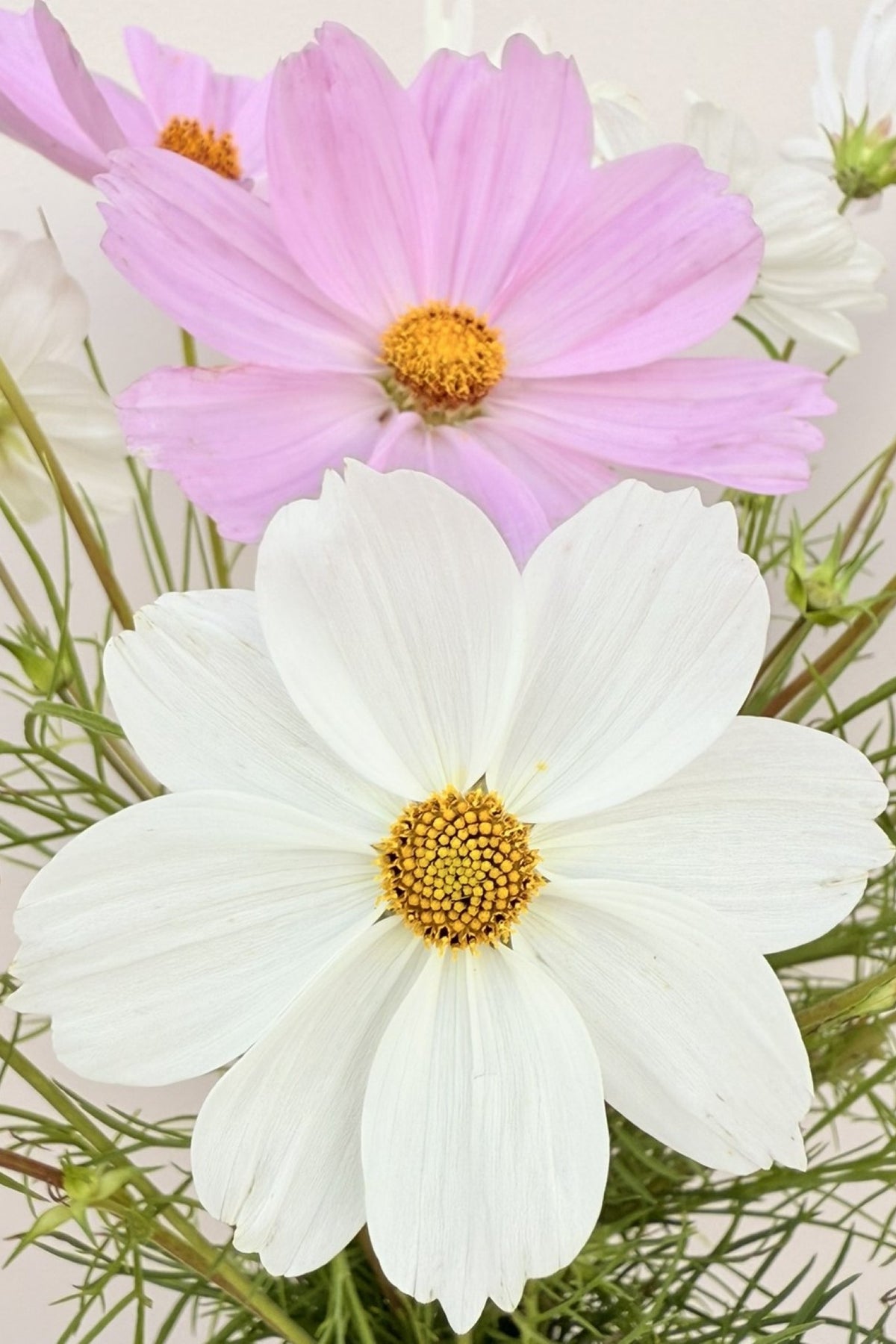 Stolt kavaler 'Apollo Mix' - frø - 1-årige sommerblomster - til din skærehave her vist på billede 1 fra Frk. Grønt