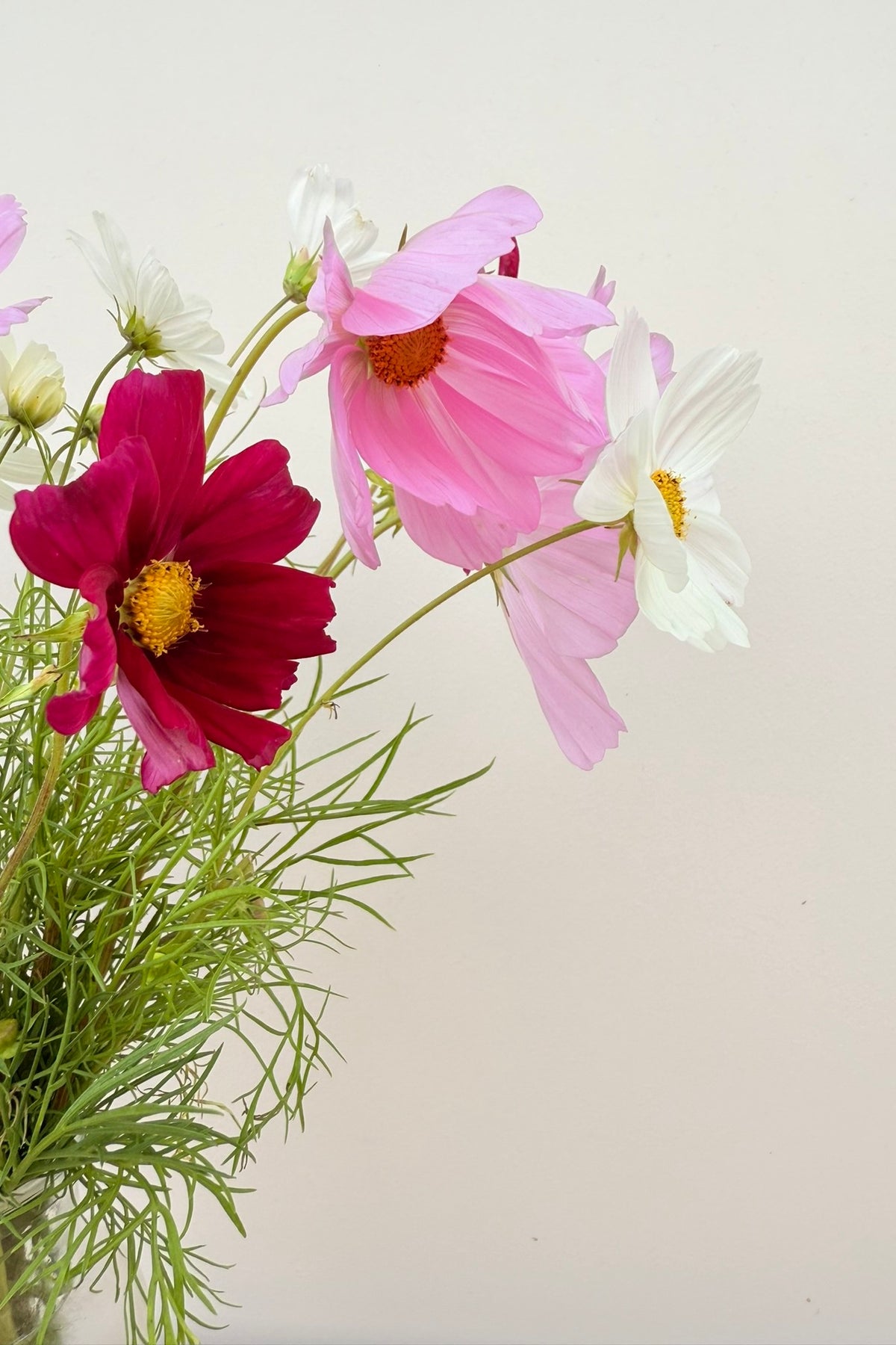 Stolt kavaler 'Apollo Mix' - frø - 1-årige sommerblomster - til din skærehave her vist på billede 10 fra Frk. Grønt