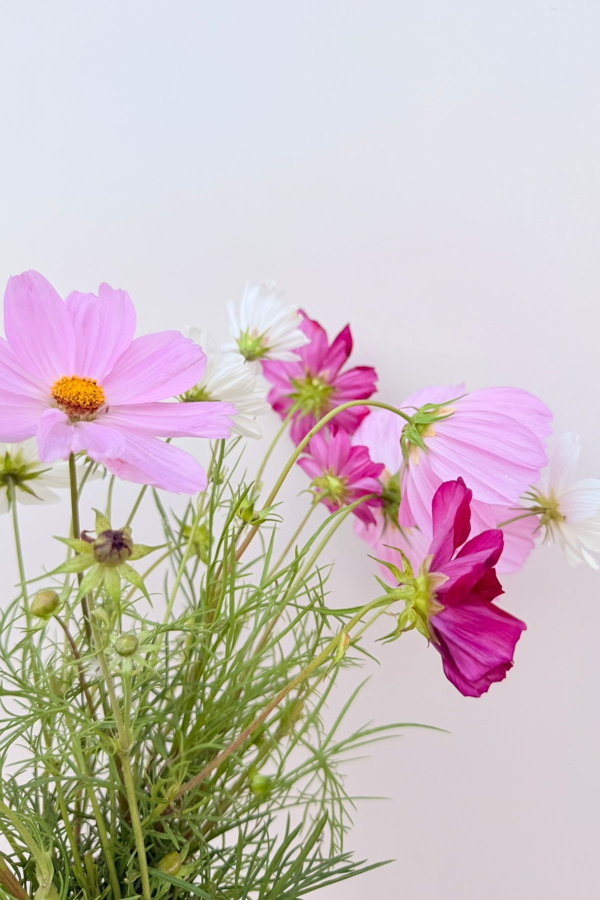 Stolt kavaler 'Apollo Mix' - frø - 1-årige sommerblomster - til din skærehave her vist på billede 2 fra Frk. Grønt