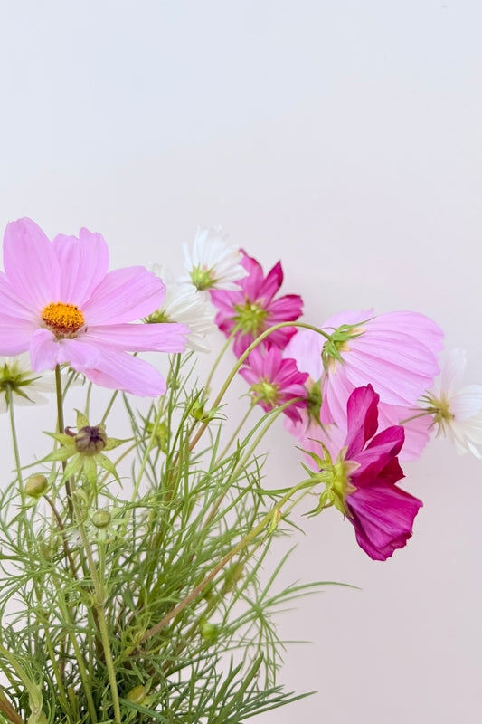 Stolt kavaler 'Apollo Mix' - frø - 1-årige sommerblomster - til din skærehave her vist på billede 2 fra Frk. Grønt