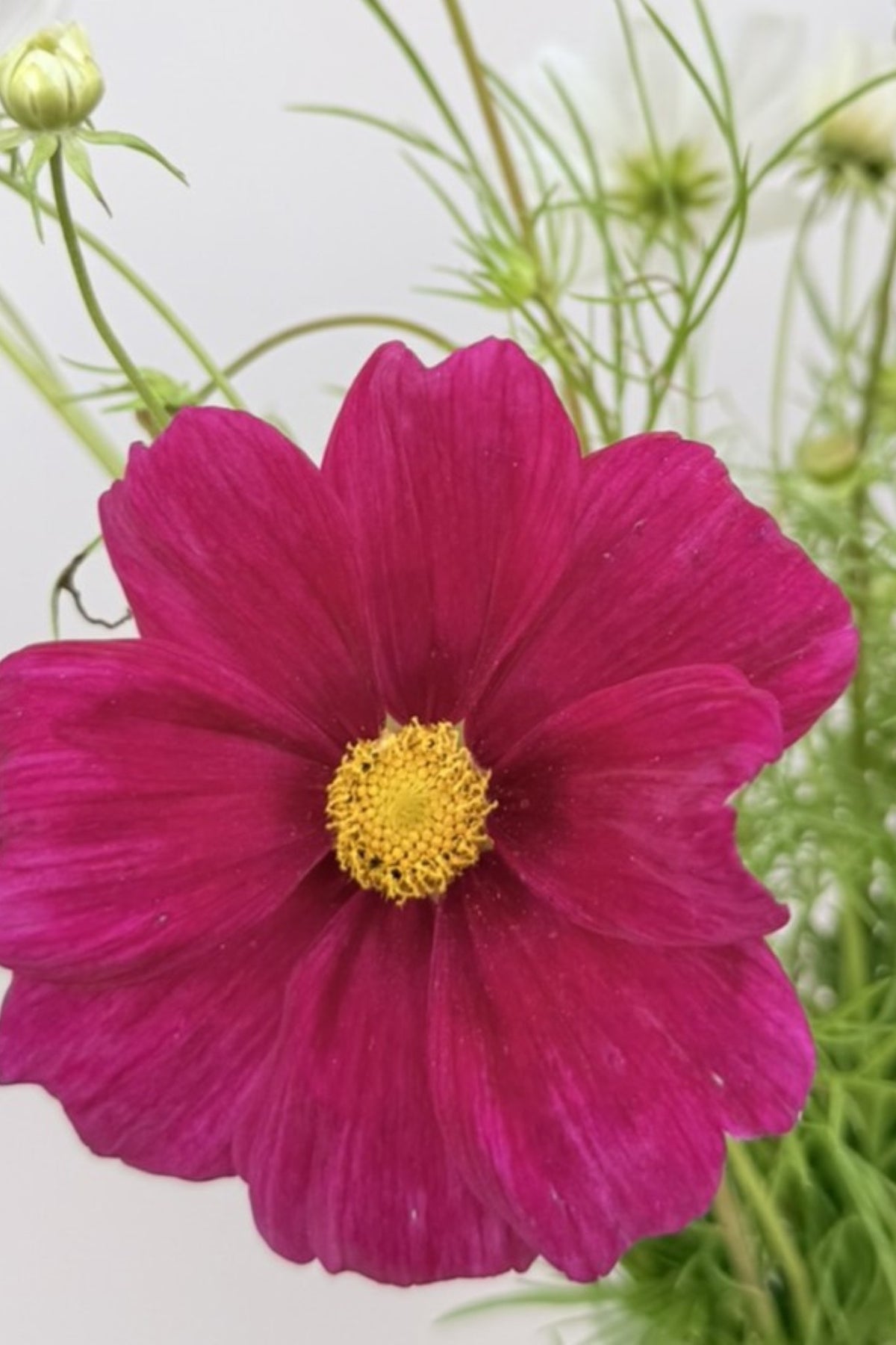 Stolt kavaler 'Apollo Mix' - frø - 1-årige sommerblomster - til din skærehave her vist på billede 3 fra Frk. Grønt