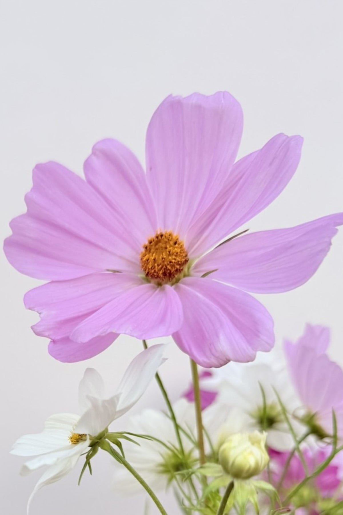 Stolt kavaler 'Apollo Mix' - frø - 1-årige sommerblomster - til din skærehave her vist på billede 4 fra Frk. Grønt
