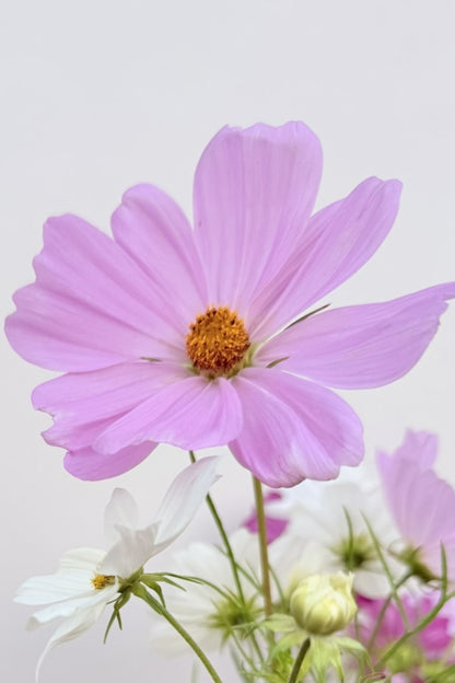Stolt kavaler 'Apollo Mix' - frø - 1-årige sommerblomster - til din skærehave her vist på billede 4 fra Frk. Grønt