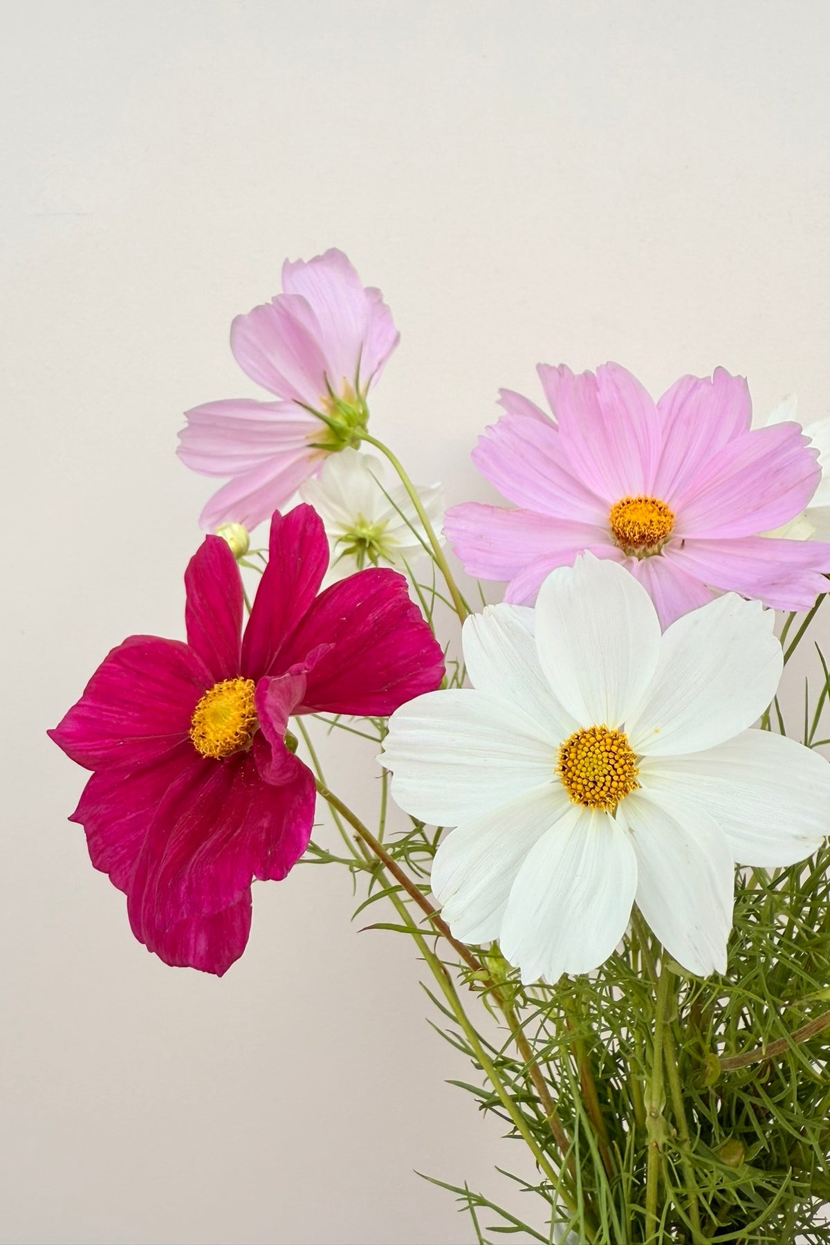 Stolt kavaler 'Apollo Mix' - frø - 1-årige sommerblomster - til din skærehave her vist på billede 6 fra Frk. Grønt