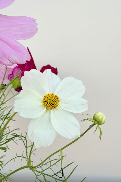 Stolt kavaler 'Apollo Mix' - frø - 1-årige sommerblomster - til din skærehave her vist på billede 8 fra Frk. Grønt