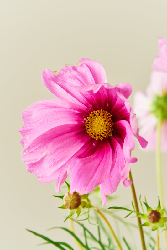 Stolt kavaler 'Apollo Rose with Eye' - frø - 1-årige sommerblomster - til din skærehave her vist på billede 1 fra Frk. Grønt