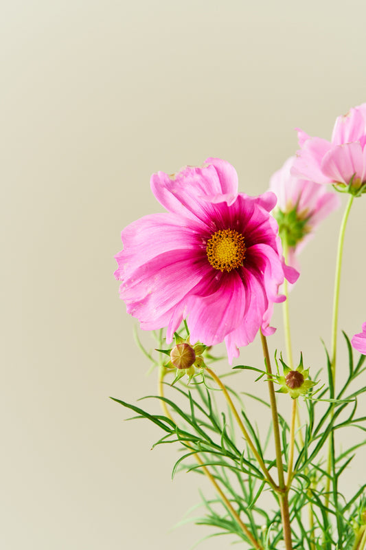 Stolt kavaler 'Apollo Rose with Eye' - frø - 1-årige sommerblomster - til din skærehave her vist på billede 2 fra Frk. Grønt