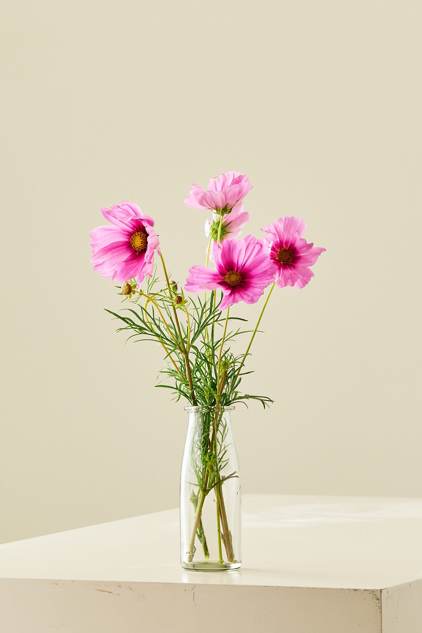 Stolt kavaler 'Apollo Rose with Eye' - frø - 1-årige sommerblomster - til din skærehave her vist på billede 3 fra Frk. Grønt