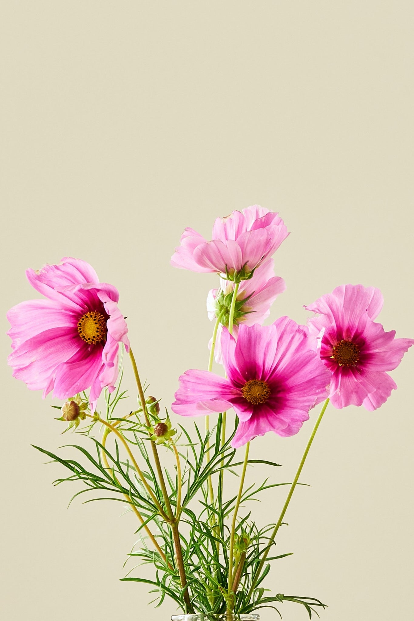 Stolt kavaler 'Apollo Rose with Eye' - frø - 1-årige sommerblomster - til din skærehave her vist på billede 4 fra Frk. Grønt