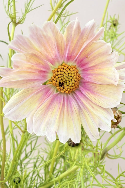 Stolt kavaler 'Apricot Lemonade - frø - 1-årige sommerblomster - til din skærehave her vist på billede 1 fra Frk. Grønt