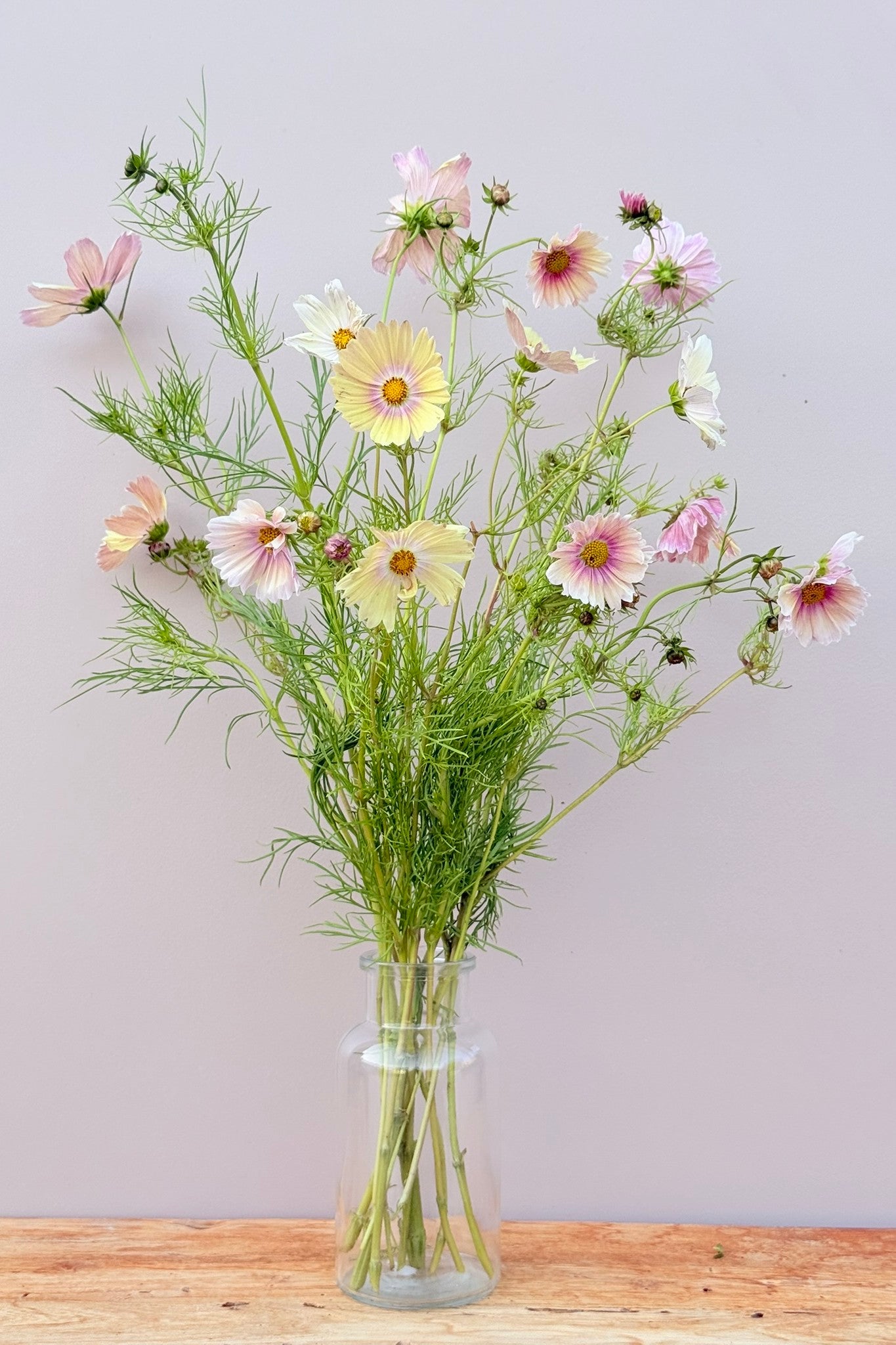 Stolt kavaler 'Apricot Lemonade - frø - 1-årige sommerblomster - til din skærehave her vist på billede 2 fra Frk. Grønt