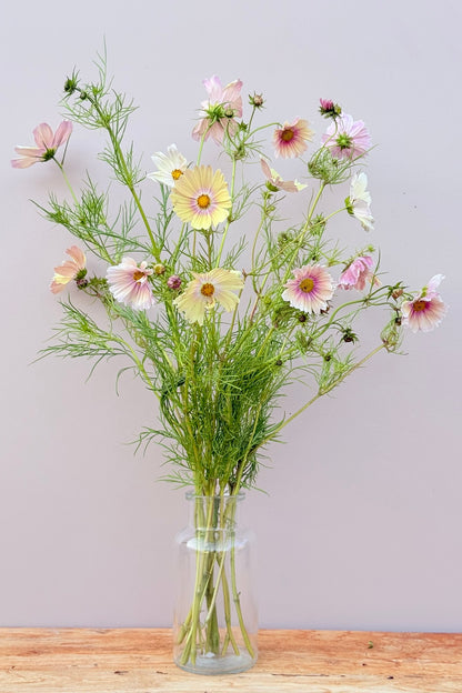 Stolt kavaler 'Apricot Lemonade - frø - 1-årige sommerblomster - til din skærehave her vist på billede 2 fra Frk. Grønt
