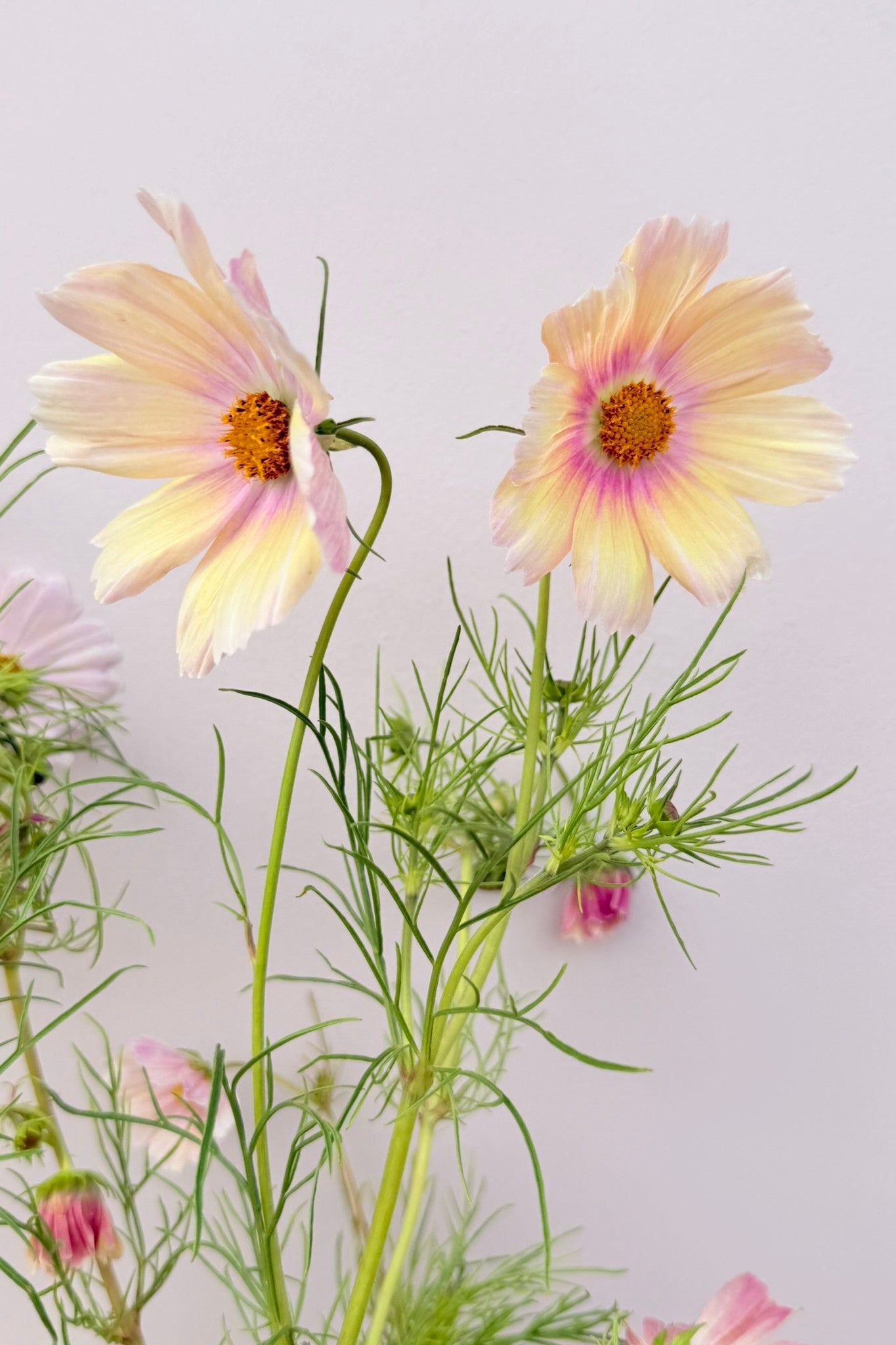 Stolt kavaler 'Apricot Lemonade - frø - 1-årige sommerblomster - til din skærehave her vist på billede 3 fra Frk. Grønt