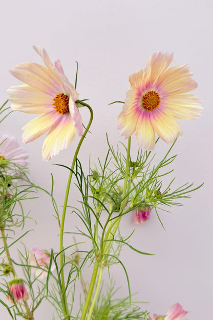 Stolt kavaler 'Apricot Lemonade - frø - 1-årige sommerblomster - til din skærehave her vist på billede 3 fra Frk. Grønt