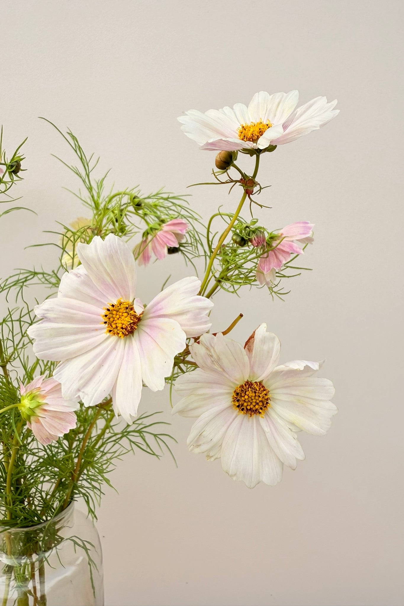 Stolt kavaler 'Apricot Lemonade - frø - 1-årige sommerblomster - til din skærehave her vist på billede 4 fra Frk. Grønt