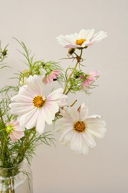 Stolt kavaler 'Apricot Lemonade - frø - 1-årige sommerblomster - til din skærehave her vist på billede 4 fra Frk. Grønt
