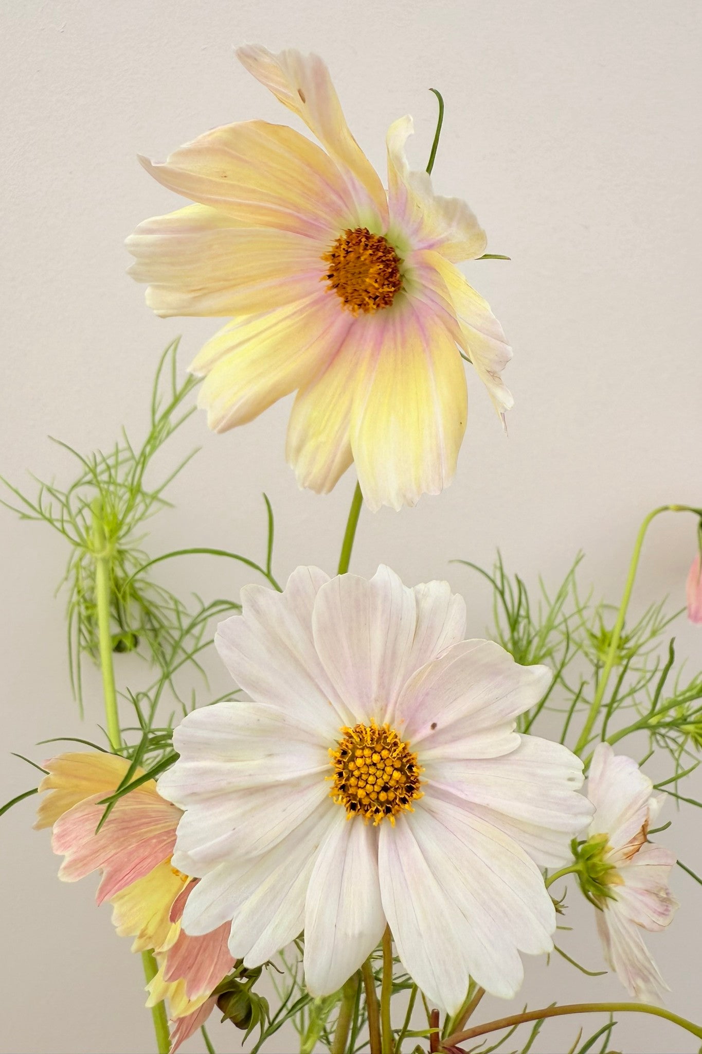 Stolt kavaler 'Apricot Lemonade - frø - 1-årige sommerblomster - til din skærehave her vist på billede 5 fra Frk. Grønt
