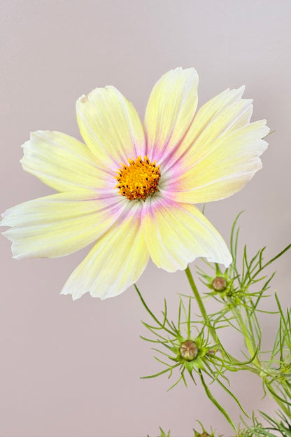 Stolt kavaler 'Apricot Lemonade - frø - 1-årige sommerblomster - til din skærehave her vist på billede 6 fra Frk. Grønt