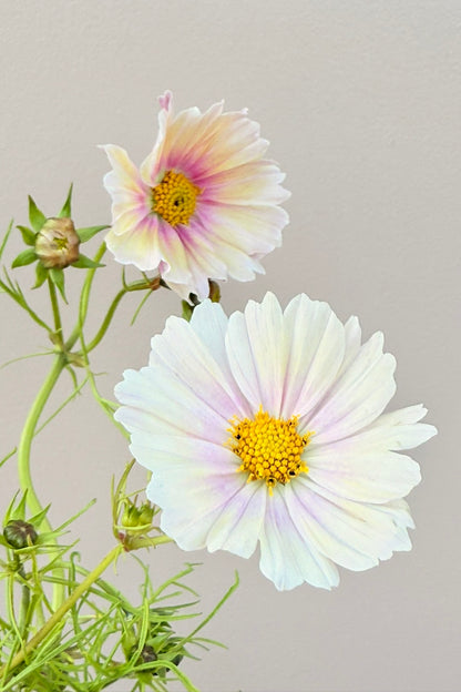 Stolt kavaler 'Apricot Lemonade - frø - 1-årige sommerblomster - til din skærehave her vist på billede 7 fra Frk. Grønt