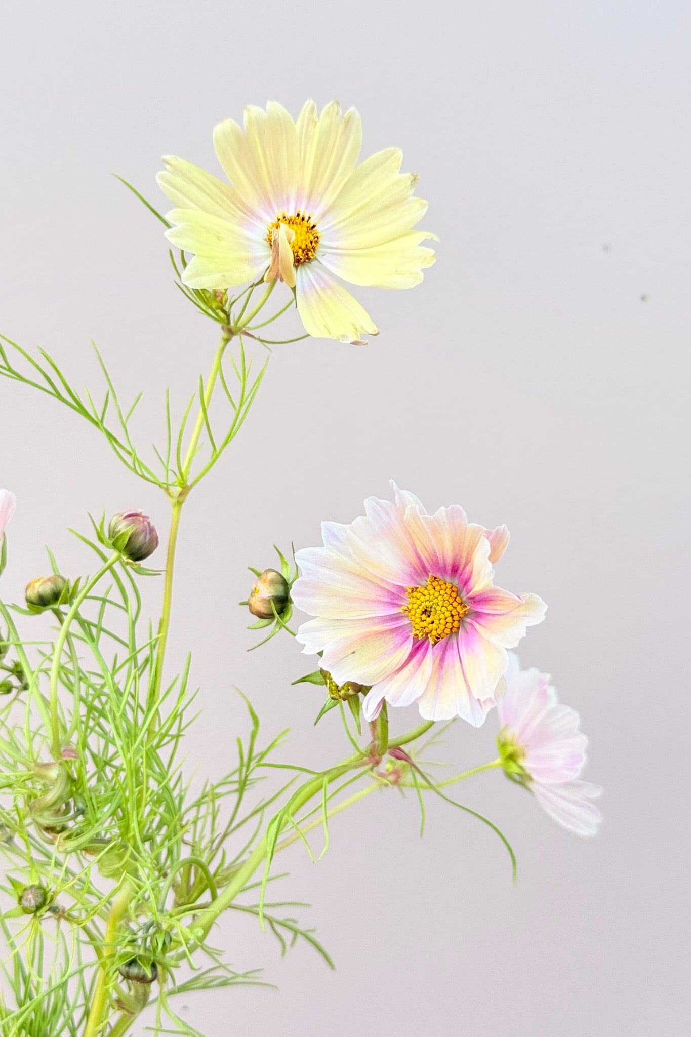 Stolt kavaler 'Apricot Lemonade - frø - 1-årige sommerblomster - til din skærehave her vist på billede 8 fra Frk. Grønt