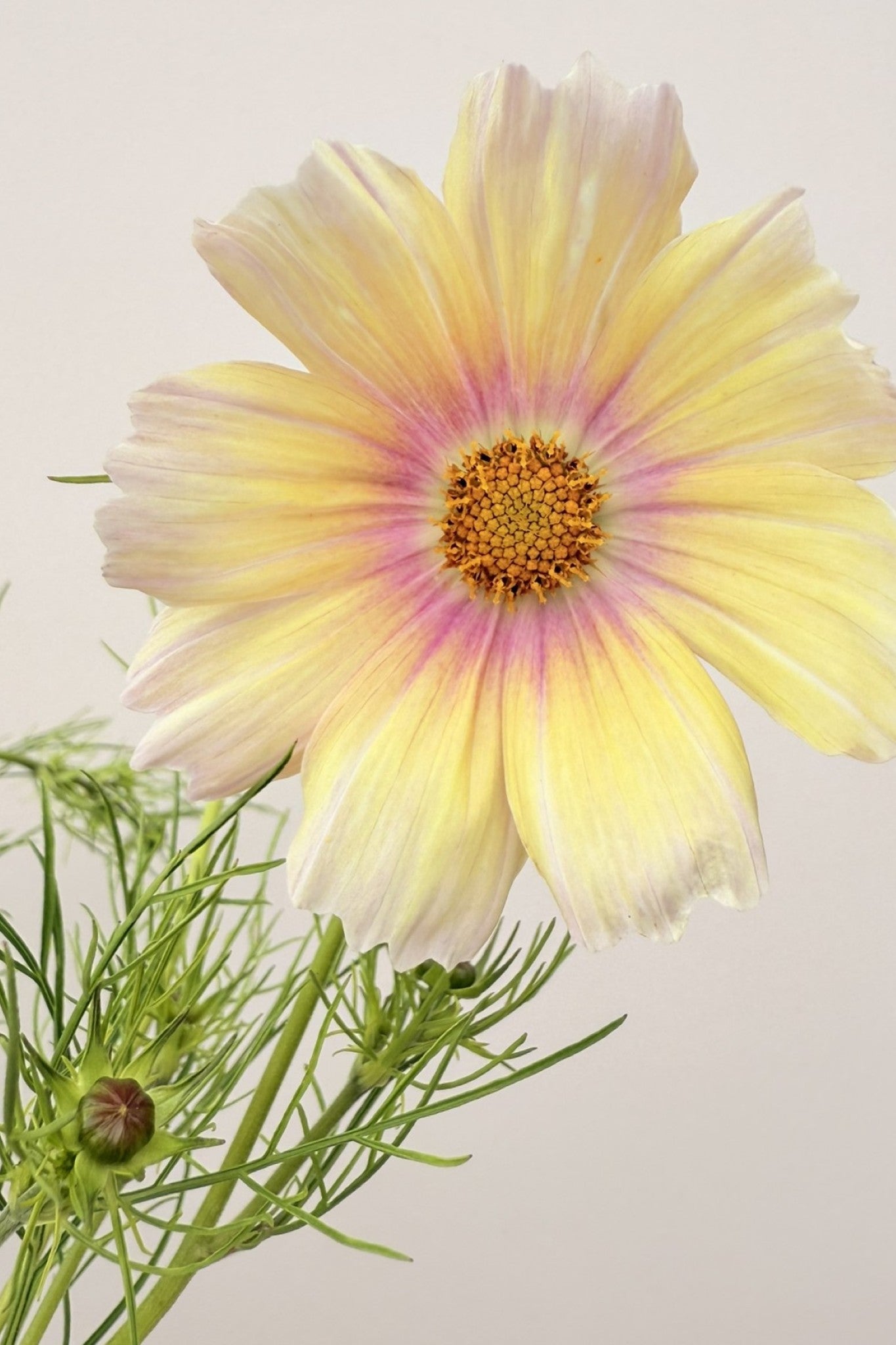 Stolt kavaler 'Apricot Lemonade - frø - 1-årige sommerblomster - til din skærehave her vist på billede 9 fra Frk. Grønt