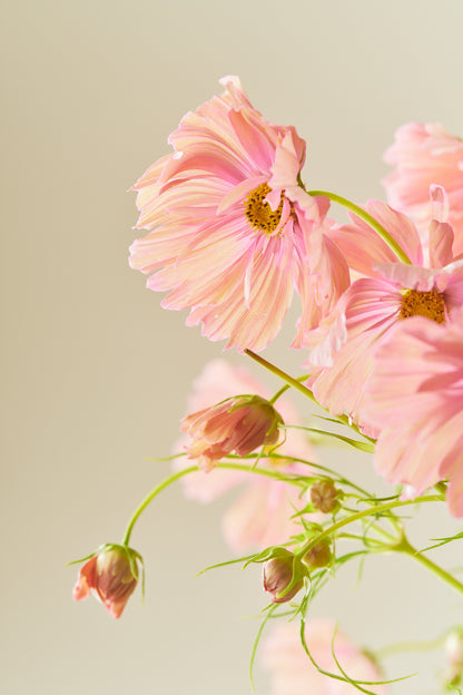 Stolt kavaler 'Apricotta' - frø - 1-årige sommerblomster - til din skærehave her vist på billede 1 fra Frk. Grønt