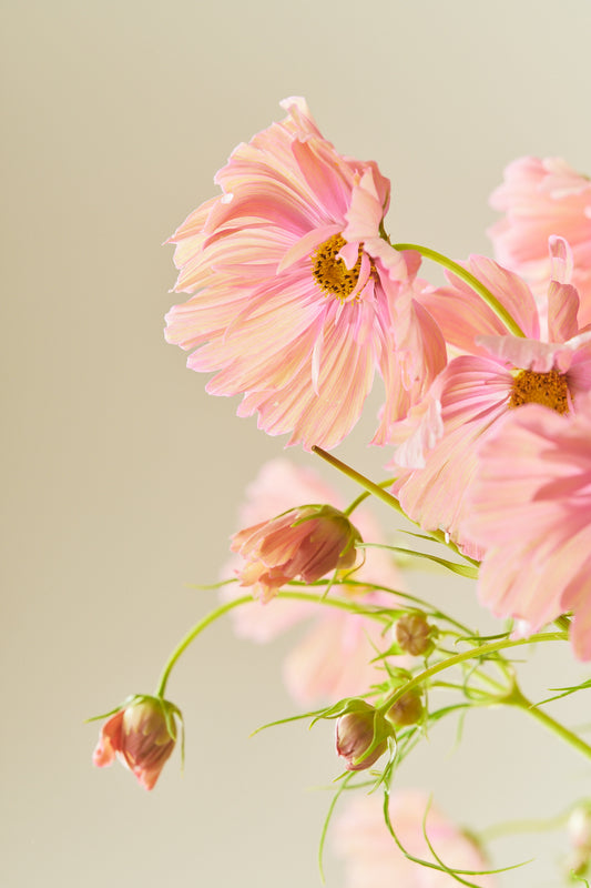 Stolt kavaler 'Apricotta' - frø - 1-årige sommerblomster - til din skærehave her vist på billede 1 fra Frk. Grønt