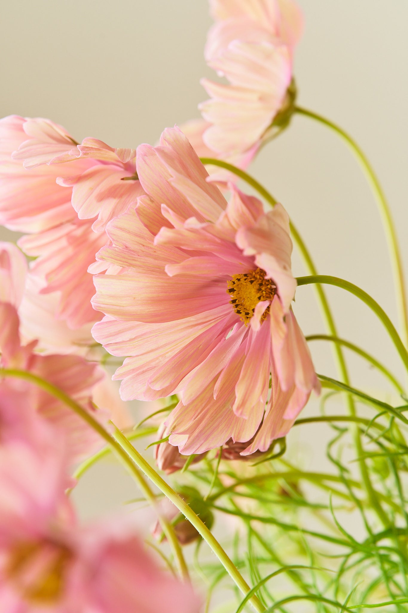 Stolt kavaler 'Apricotta' - frø - 1-årige sommerblomster - til din skærehave her vist på billede 2 fra Frk. Grønt