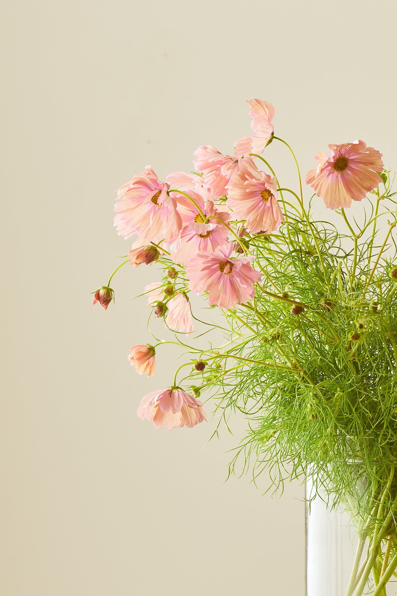 Stolt kavaler 'Apricotta' - frø - 1-årige sommerblomster - til din skærehave her vist på billede 3 fra Frk. Grønt