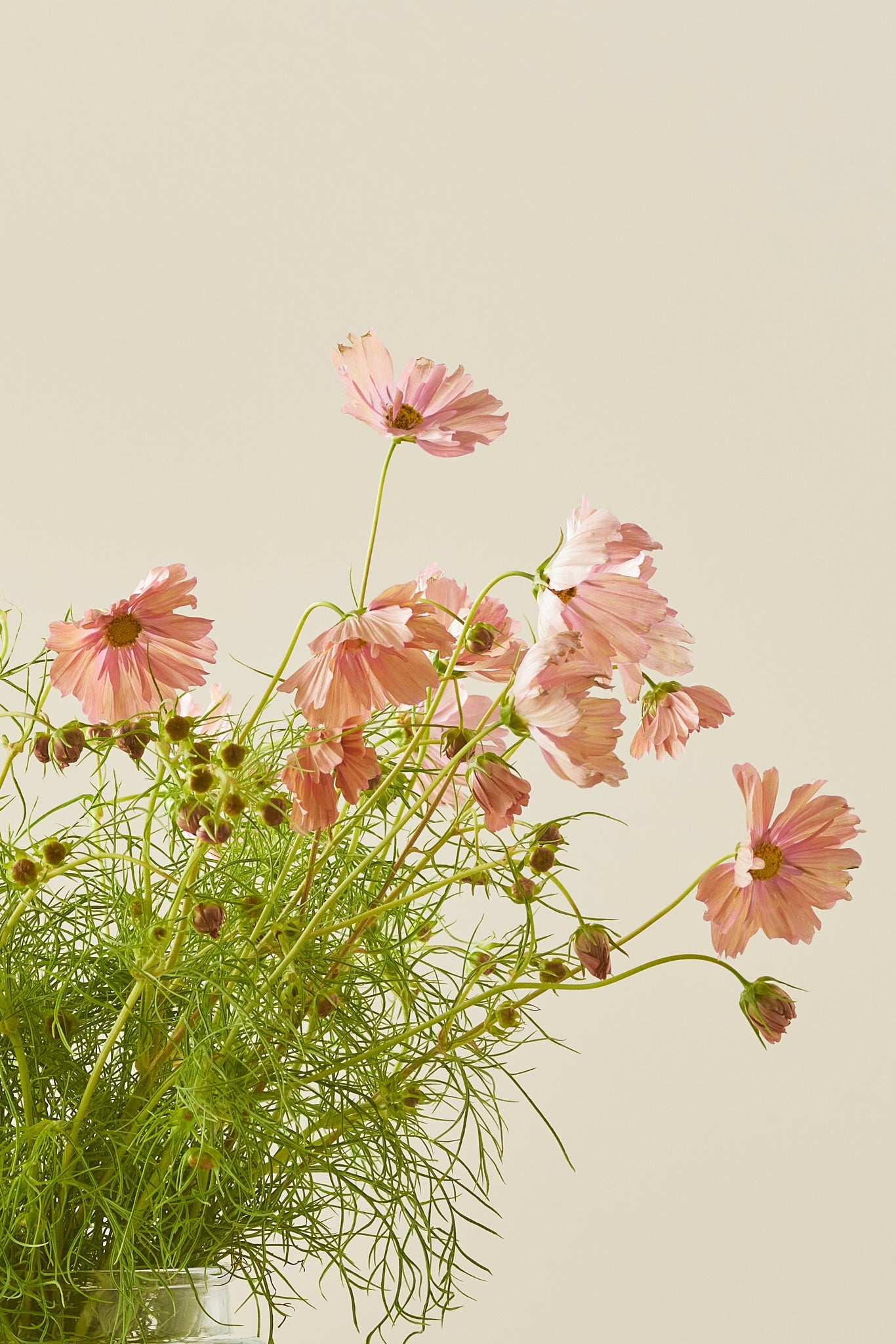 Stolt kavaler 'Apricotta' - frø - 1-årige sommerblomster - til din skærehave her vist på billede 5 fra Frk. Grønt