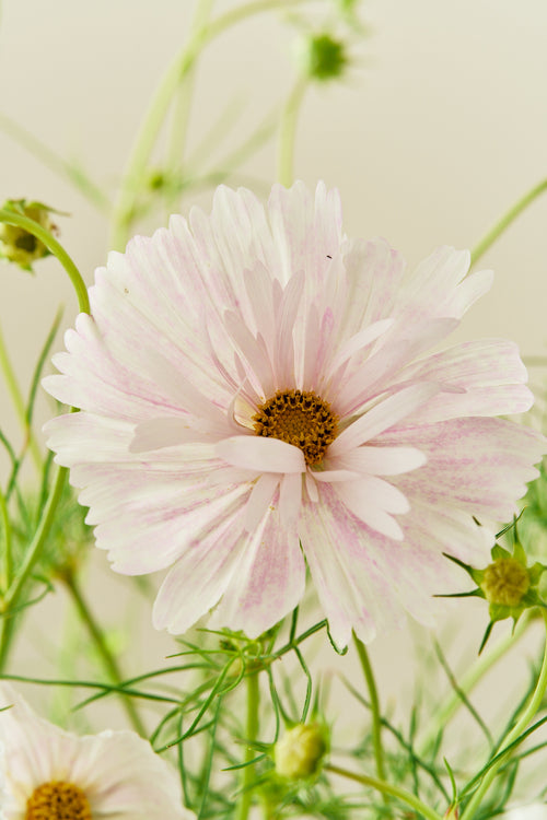 Stolt kavaler 'Cupcakes Blush' - frø - 1-årige sommerblomster - til din skærehave her vist på billede 1 fra Frk. Grønt