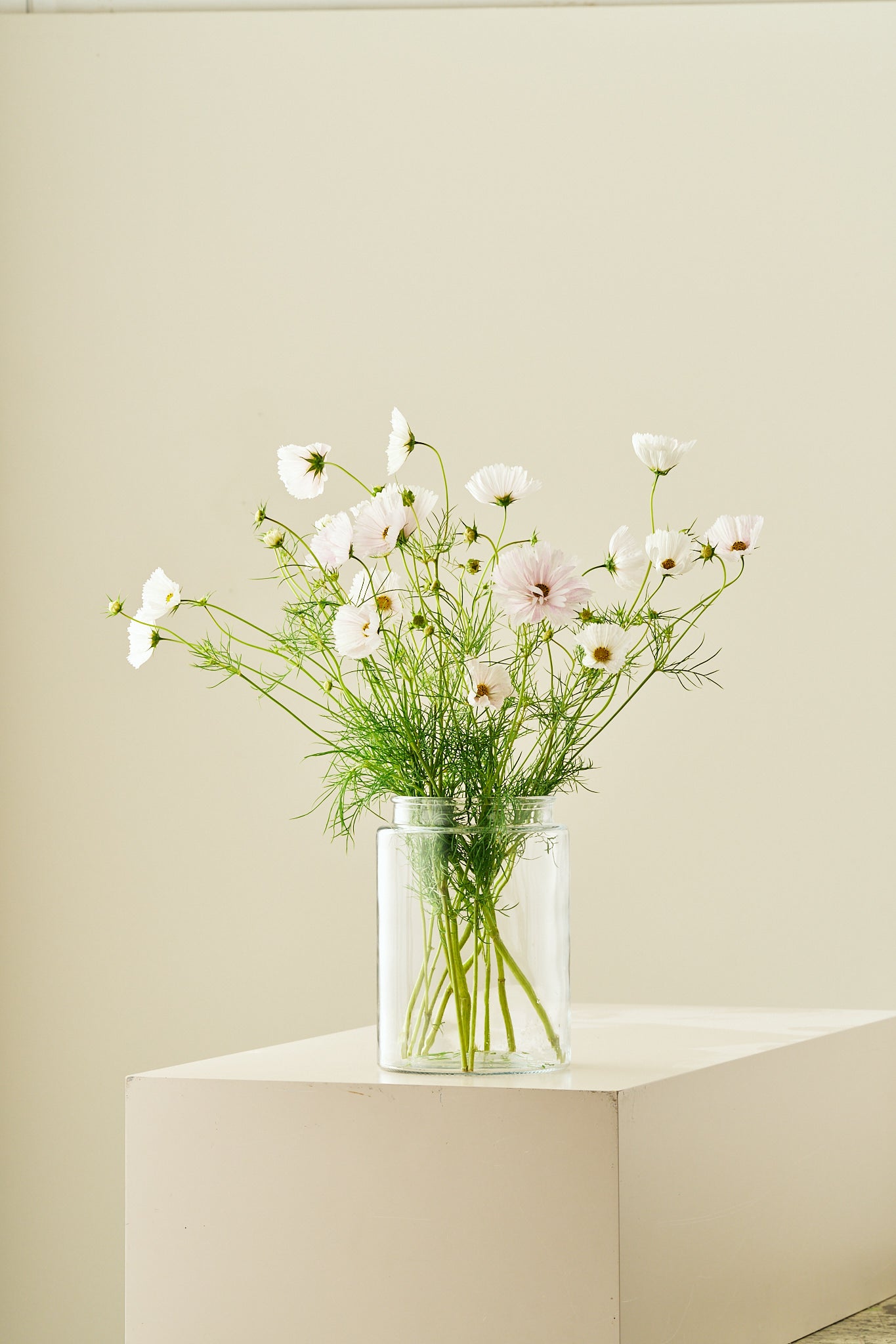 Stolt kavaler 'Cupcakes Blush' - frø - 1-årige sommerblomster - til din skærehave her vist på billede 2 fra Frk. Grønt