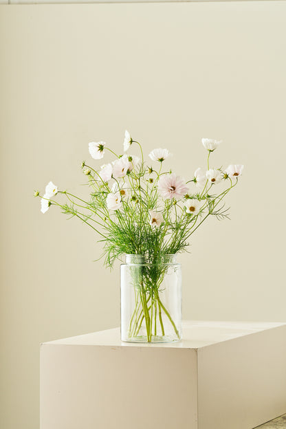 Stolt kavaler 'Cupcakes Blush' - frø - 1-årige sommerblomster - til din skærehave her vist på billede 2 fra Frk. Grønt