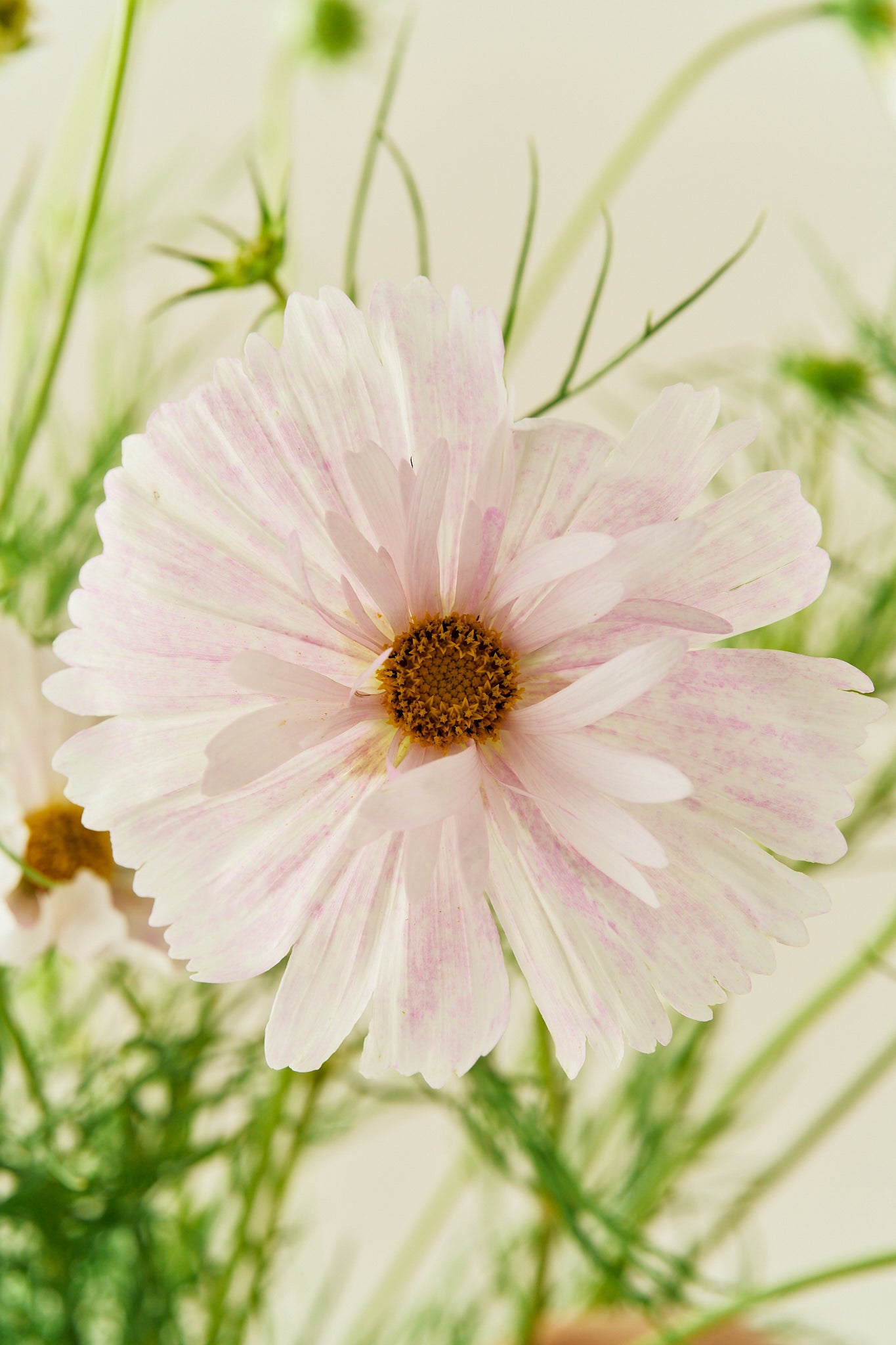 Stolt kavaler 'Cupcakes Blush' - frø - 1-årige sommerblomster - til din skærehave her vist på billede 6 fra Frk. Grønt
