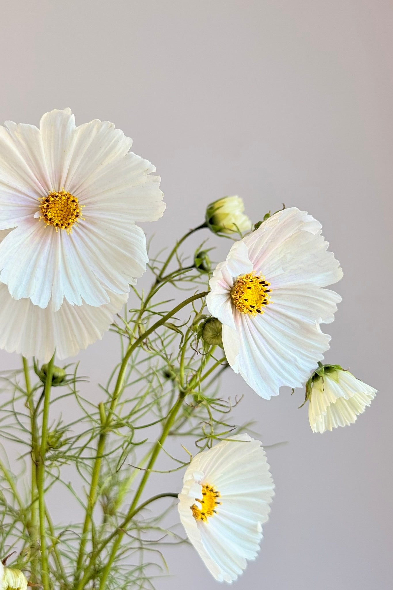 Stolt kavaler 'Cupcakes Blush' - frø - 1-årige sommerblomster - til din skærehave her vist på billede 7 fra Frk. Grønt