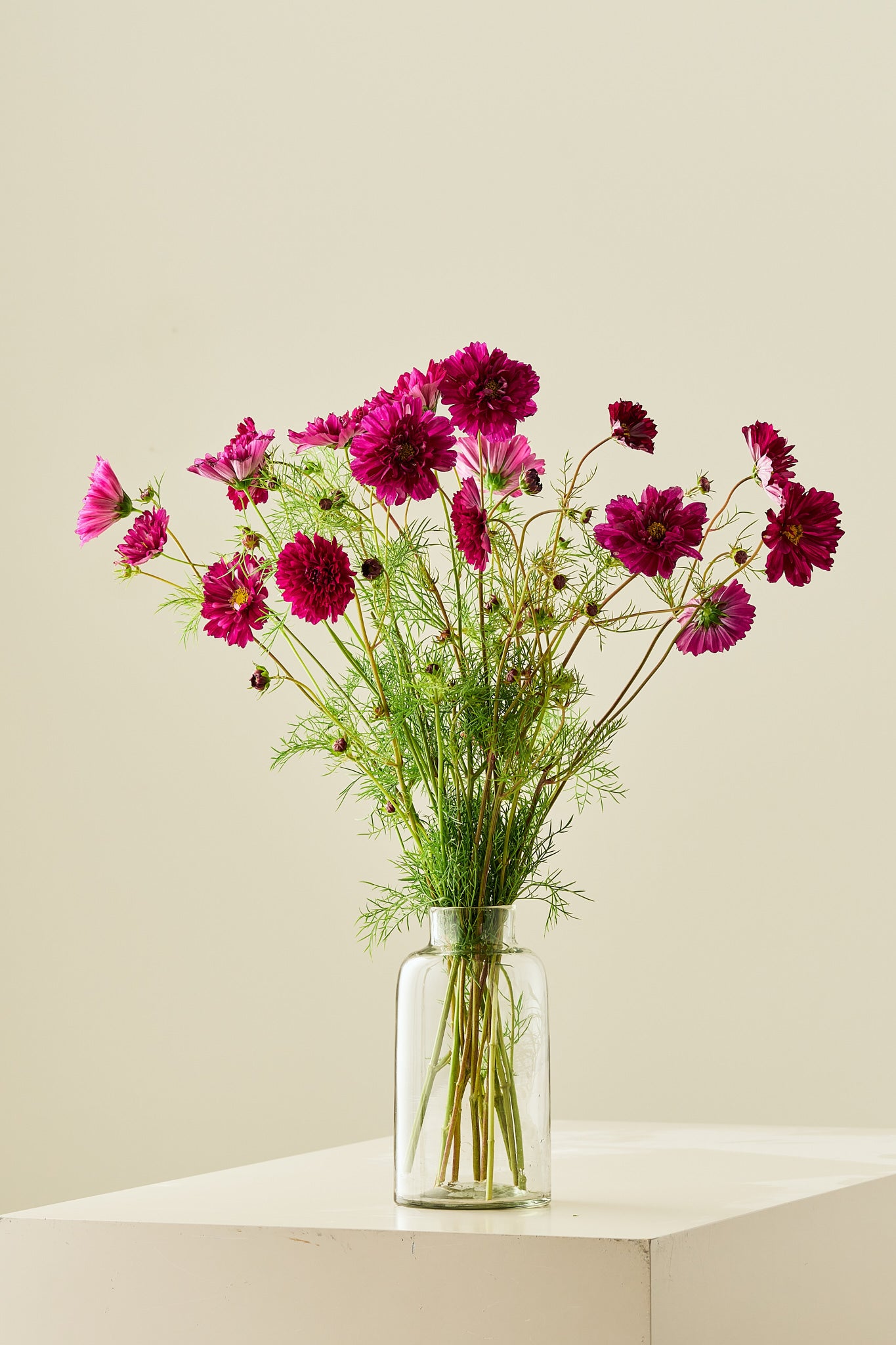 Stolt kavaler 'Double Click Cranberries - frø - 1-årige sommerblomster - til din skærehave her vist på billede 10 fra Frk. Grønt